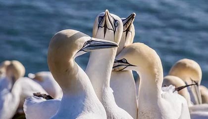 英格兰大胜克夫，成功晋级欧预赛强