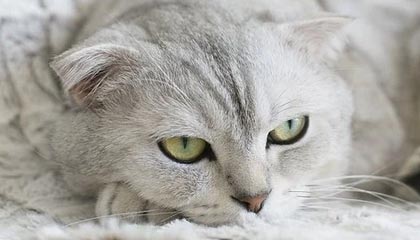 亚洲顶级球队角逐残酷，痛失晋级机会